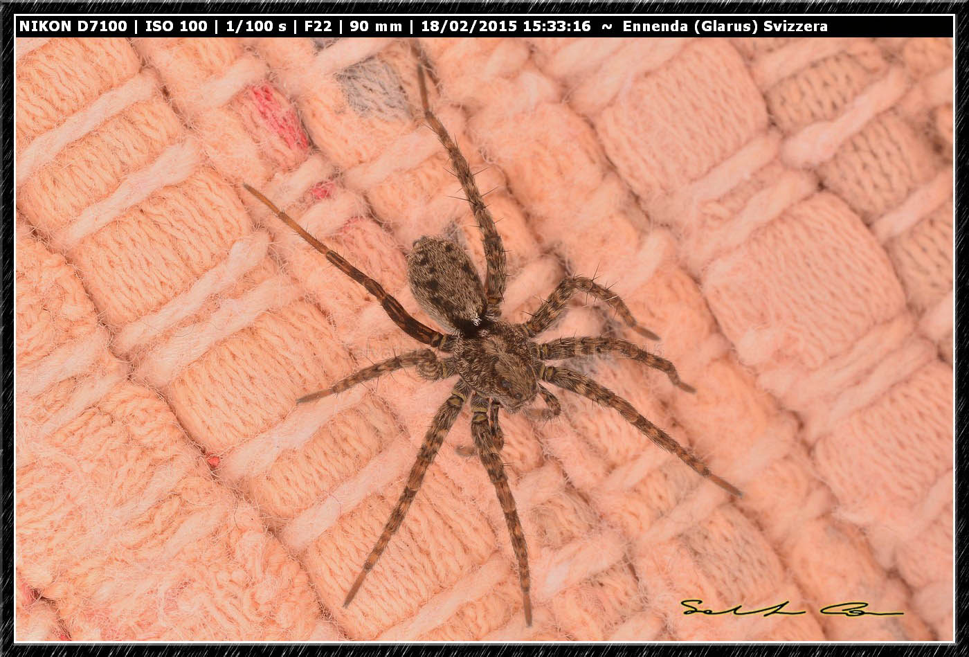 Lycosidae - Ennenda (Glarus), Svizzera